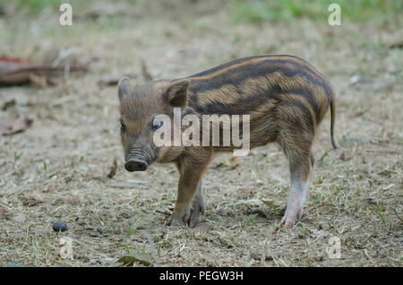 Giovani maiale selvatico o giovani wild board piglet (Sus scrofa) Foto Stock