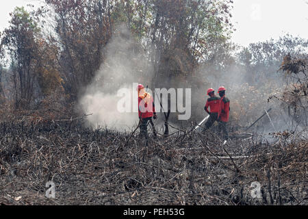 Pekanbaru, RIAU, Indonesia. Il 15 agosto, 2018. Manggala Agni, foresta dei vigili del fuoco Ministero indonesiano di selvicoltura e ambiente sono visto la cottura di una masterizzazione peatland incendi in Kampar distretto, nella provincia di Riau, Indonesia.Secondo l Indonesia di meteorologia, climatologia e geofisica agenzia (BMKG), hotspot sono state osservate anche in altre province di Sumatra come a gestione internazionale in Lampung 1 hotspot, nel nord di Sumatra 14 hotspot, a ovest di Sumatra 13 hotspot e 2 hotspot nel sud di Sumatra. Peatlands incendi che si sono verificati in Sumatra a causa della stagione secca. Credito: ZUMA Press, Inc./Alamy Live News Foto Stock