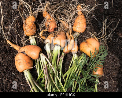 Fresca carota Mercato di Parigi le verdure in una piantatrice inglese nel mese di luglio Foto Stock