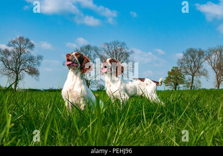 Due English Springer Épagneuls (circa 16 settimane di età) sat in un campo di erba durante una passeggiata Foto Stock