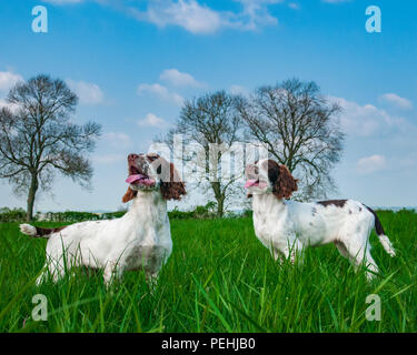 Due English Springer Épagneuls (circa 16 settimane di età) sat in un campo di erba durante una passeggiata Foto Stock