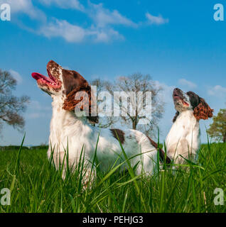 Due English Springer Épagneuls (circa 16 settimane di età) sat in un campo di erba durante una passeggiata Foto Stock