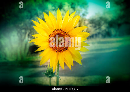 Una foto di un girasole in un giardino con copyspace Foto Stock