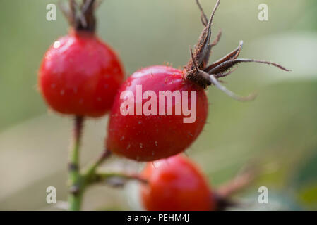Rosa selvatica bacche macro messa a fuoco selettiva Foto Stock