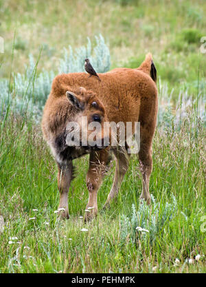 Bison vitello con un uccello seduto sul suo dorso nel Parco Nazionale di Yellowstone, Wyoming negli Stati Uniti. Foto Stock