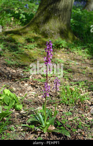 Inizio orchidea viola Foto Stock