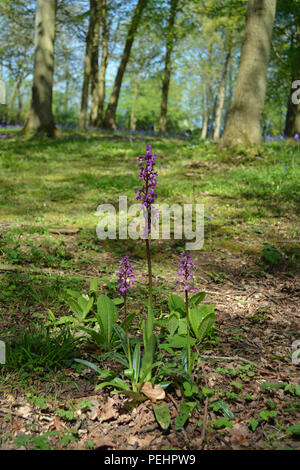Inizio orchidea viola Foto Stock