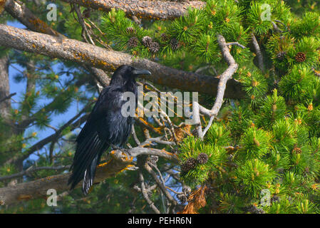 Raven comune seduto in un albero nel Parco Nazionale di Yellowstone nella luce del mattino. Foto Stock