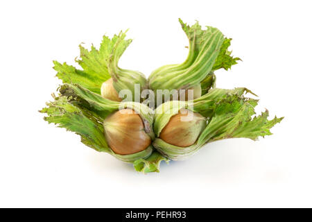 Nocciole fresche su sfondo bianco Foto Stock