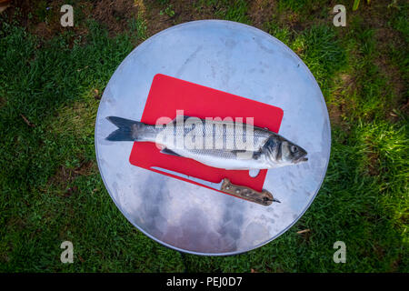 Unione bass, spigola, Dicentrarchus labrax pronto per la sfilettatura e pulizia e preparazione per la cottura. Foto Stock