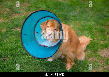 Nova Scotia Duck Tolling Retriever indossando un cono di protezione per proteggere un pregiudizio da parte del cane di graffiare, leccare o preoccupante la ferita. Foto Stock