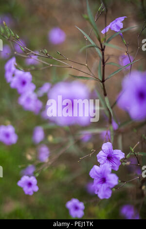 Il quattro-o'clock famiglia è in gran parte nativa per i tropici, con solo una manciata di piante nelle latitudini settentrionali. Foto Stock