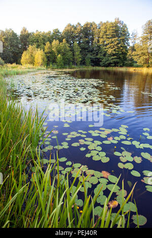 Bellissimo paesaggio con acqua calma il lago con giallo waterlilies, canne, alberi e foresta Foto Stock
