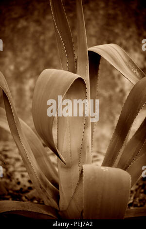 Agave cactus che cresce in collina paese. Texas, Stati Uniti d'America Foto Stock