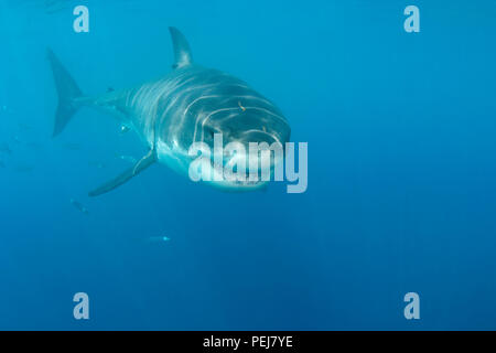 Questo grande squalo bianco, Carcharodon carcharias, è stato fotografato appena al di sotto della superficie in acqua torbida off Isola di Guadalupe, in Messico. Foto Stock