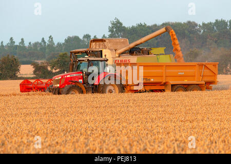 Raccolto di frumento, Bawdsey, Suffolk, Inghilterra. Foto Stock