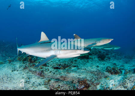 Tre specie di squali sono raffigurate qui nello stesso frame. Un grey reef shark Carcharhinus amblyrhynchos, è in primo piano con un whitetip reef Foto Stock