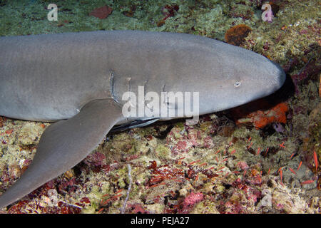 Bruno squalo nutrice, Nebrius ferrugineus, di Tubbataha Reef, Filippine. Una remora o snello suckerfish, Echeneis naucrates, può essere visibile appena al di sotto del Foto Stock