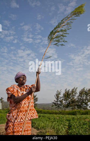 Agricoltore raccolta e lavorazione organici di olio di albero del tè per la vendita a fini di esportazione di una salute e bellezza prodotto. Kenya Foto Stock