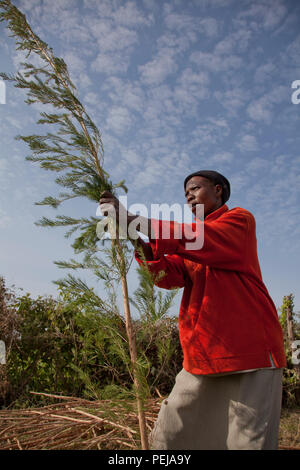 Agricoltore raccolta e lavorazione organici di olio di albero del tè per la vendita a fini di esportazione di una salute e bellezza prodotto. Kenya Foto Stock