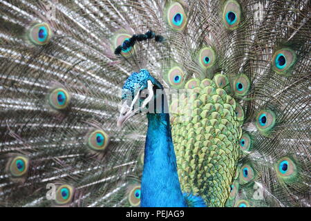 Un regal Peacock Foto Stock