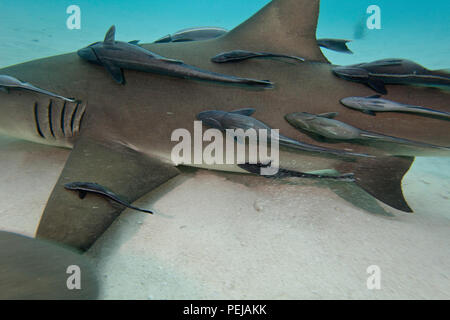 Un numero insolito di remora o squalo ventose, Echeneis naucrates, hanno scelto questa femmina Lo squalo limone, Negaprion brevirostris, per loro host, West Foto Stock