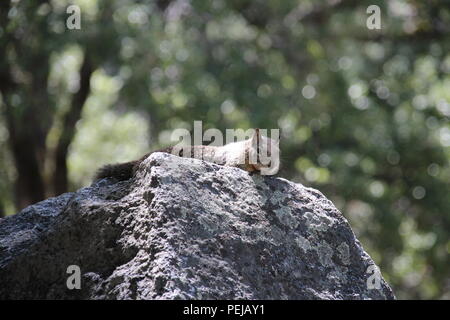 Uno Scoiattolo si siede su una roccia nella valle di Yosemite National Park Foto Stock