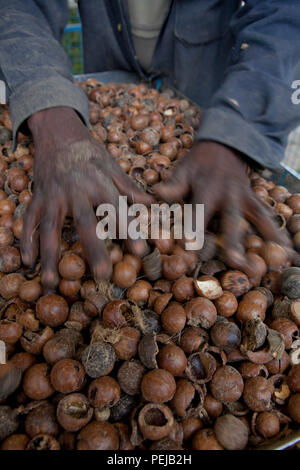 Agricoltore raccolta e lavorazione organici di olio di albero del tè per la vendita a fini di esportazione di una salute e bellezza prodotto. Kenya Foto Stock