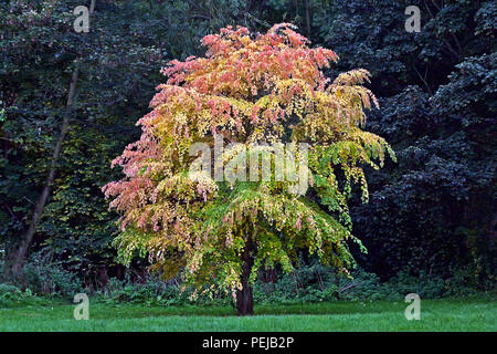 I vibranti colori autunnali di un solitario aspen tree spiccano fortemente contro un sfondo muto. Foto Stock