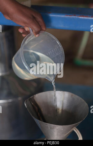 Agricoltore raccolta e lavorazione organici di olio di albero del tè per la vendita a fini di esportazione di una salute e bellezza prodotto. Kenya Foto Stock