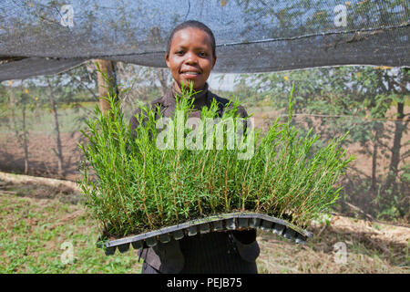 Agricoltore raccolta e lavorazione organici di olio di albero del tè per la vendita a fini di esportazione di una salute e bellezza prodotto. Kenya Foto Stock