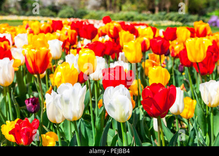 Impressionante tulipani colorati nel parco Keukenhof,Olanda. Foto Stock