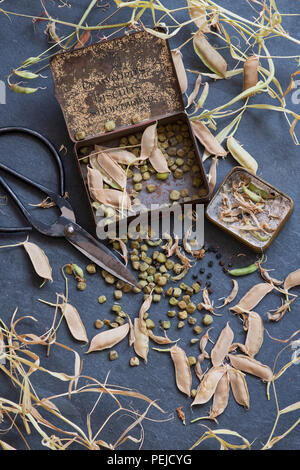 Lathyrus belinensis 'Goldmine' e Lathyrus sativus Azureus. Belin pisello e cicerchie i semi di pisello con pacchetti di semi e baccelli su un sfondo di ardesia Foto Stock