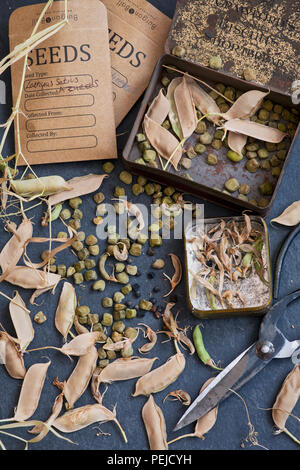 Lathyrus belinensis 'Goldmine' e Lathyrus sativus Azureus. Belin pisello e cicerchie i semi di pisello con pacchetti di semi e baccelli su un sfondo di ardesia Foto Stock