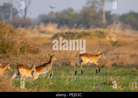 Lechwes Rossi in esecuzione nella palude di Khwai Riserva Privata, Okavango Delta, Botswana Foto Stock