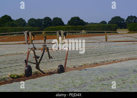 Il centro di rotazione di raccolto del braccio di un sistema di irrigazione in uso durante la siccità in campo con strami di plastica per trattenere umidità e sopprimono weeds York Regno Unito Foto Stock