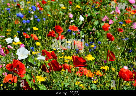 Selvatica di campo dei fiori in primavera e in estate Foto Stock