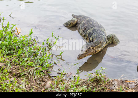 Varanus salvator, comunemente noto come monitor di acqua o acqua comune monitor in acqua Foto Stock