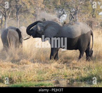 Elefante africano getta la sporcizia sulla sua schiena, Okavango Delta, Botswana Foto Stock