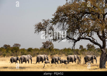 African Elephant Parade, Okavango Delta, Botswana Foto Stock