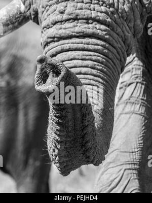 Chiusura del tronco di elefante africano, Khwai Riserva Privata elefante cieco, Okavango Delta, Botswana Foto Stock