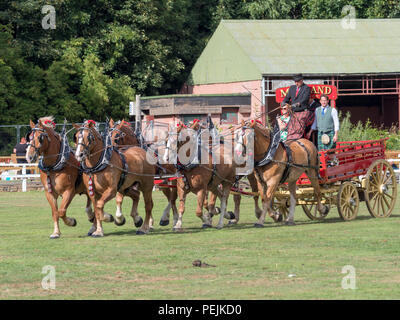 Turriff, Scozia - Agosto 06, 2018: Visualizzazione dei cavalli e dei carri durante il cavallo pesante affluenza alle urne in occasione delle Turriff spettacolo agricolo in Scozia. Foto Stock