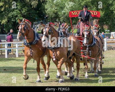 Turriff, Scozia - Agosto 06, 2018: Visualizzazione dei cavalli e dei carri durante il cavallo pesante affluenza alle urne in occasione delle Turriff spettacolo agricolo in Scozia. Foto Stock