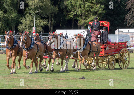 Turriff, Scozia - Agosto 06, 2018: Visualizzazione dei cavalli e dei carri durante il cavallo pesante affluenza alle urne in occasione delle Turriff spettacolo agricolo in Scozia. Foto Stock