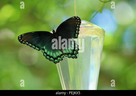 Acqua Foto Stock