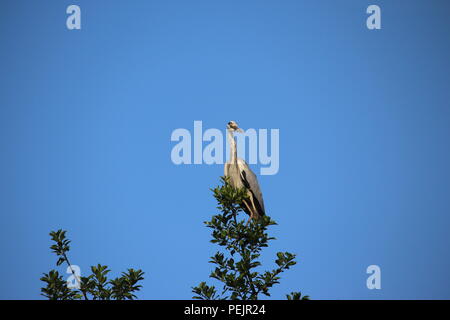 Airone cenerino. Ardea cinerea, in attesa in un holly tree per la costa di chiaro al fine di ottenere la prima colazione dal laghetto in giardino! Regno Unito Foto Stock