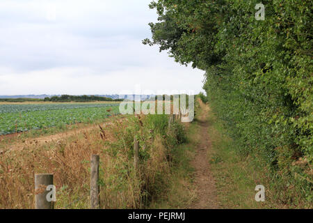 Gli agricoltori percorso lungo il campo di cavolo cappuccio Foto Stock