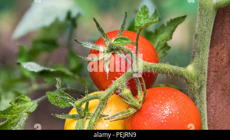 La maturazione di bacche di pomodoro close-up. Le goccioline d'acqua. Solanum lycopersicum. Dettaglio di un mazzetto di rosso e giallo bio pomodori. Verdure e sfondo verde. Foto Stock