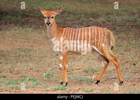 Femmina di antilope Nyala (Tragelaphus angasii), Mkuze Game Reserve, Sud Africa Foto Stock