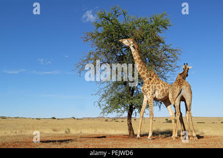 Giraffe (Giraffa camelopardalis) alimentazione su un thorn tree, Sud Africa Foto Stock